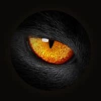BlackCat Traffic logo